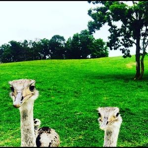 Meet your Posher, Carol